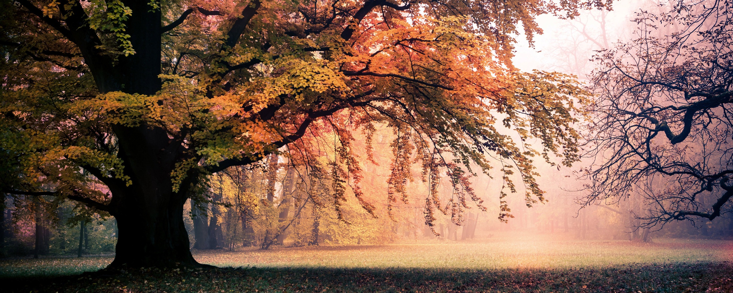 Hình nền cây lá rụng: Cùng hòa mình với mùa thu với hình nền cây lá rụng tuyệt đẹp. Bạn sẽ được khám phá những màu sắc đa dạng từ xanh đến vàng, màu cam và đỏ của lá đang rơi xuống đất.