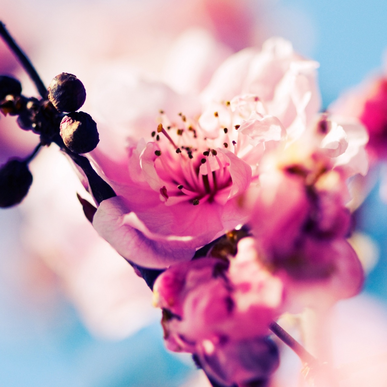 Cherry Blossom 4k - 4k Wallpapers - 40.000+ ipad wallpapers 4k - 4k ...