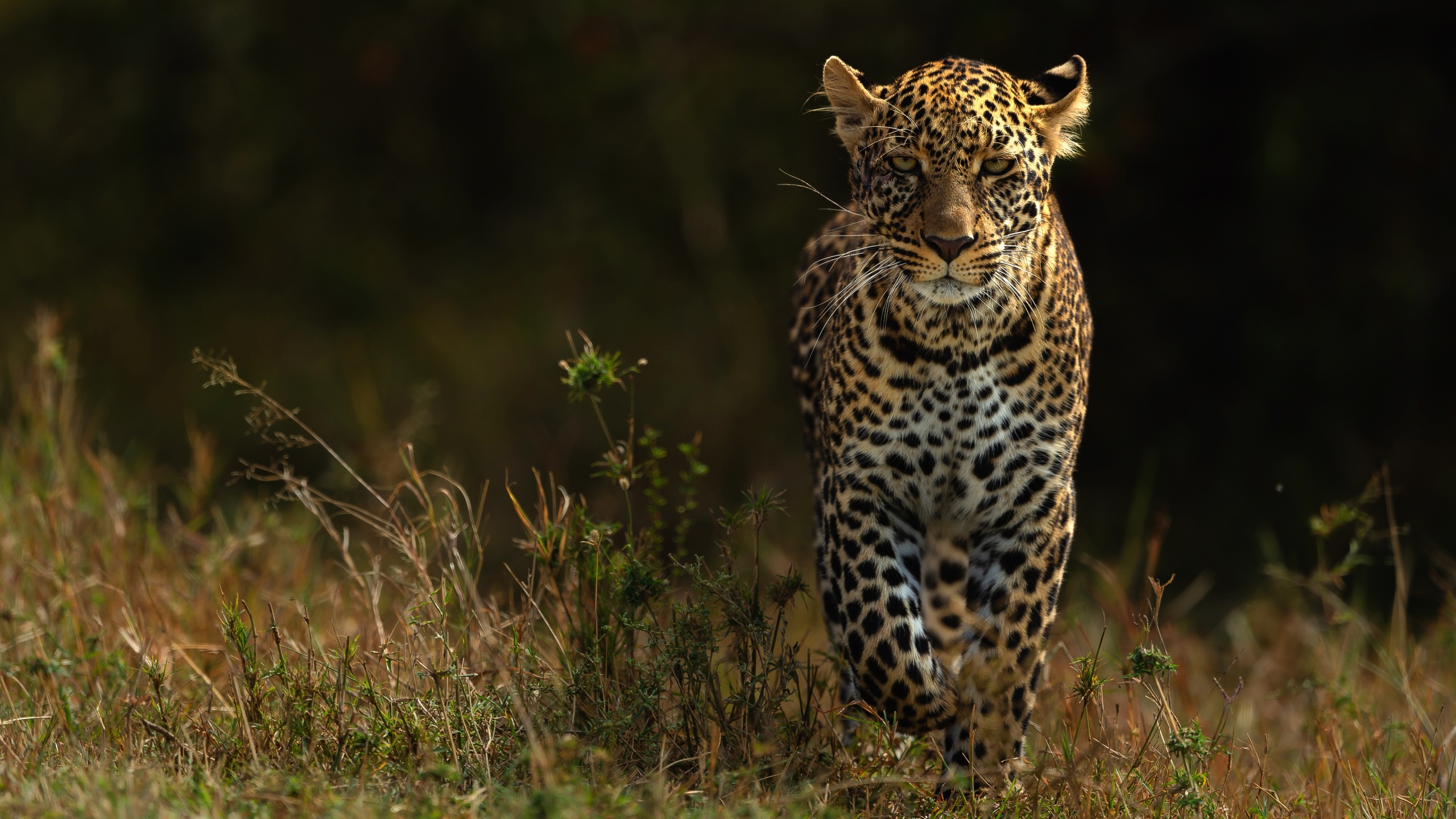 Leopards - 4k Wallpapers - 40.000+ ipad wallpapers 4k - 4k wallpaper Pc