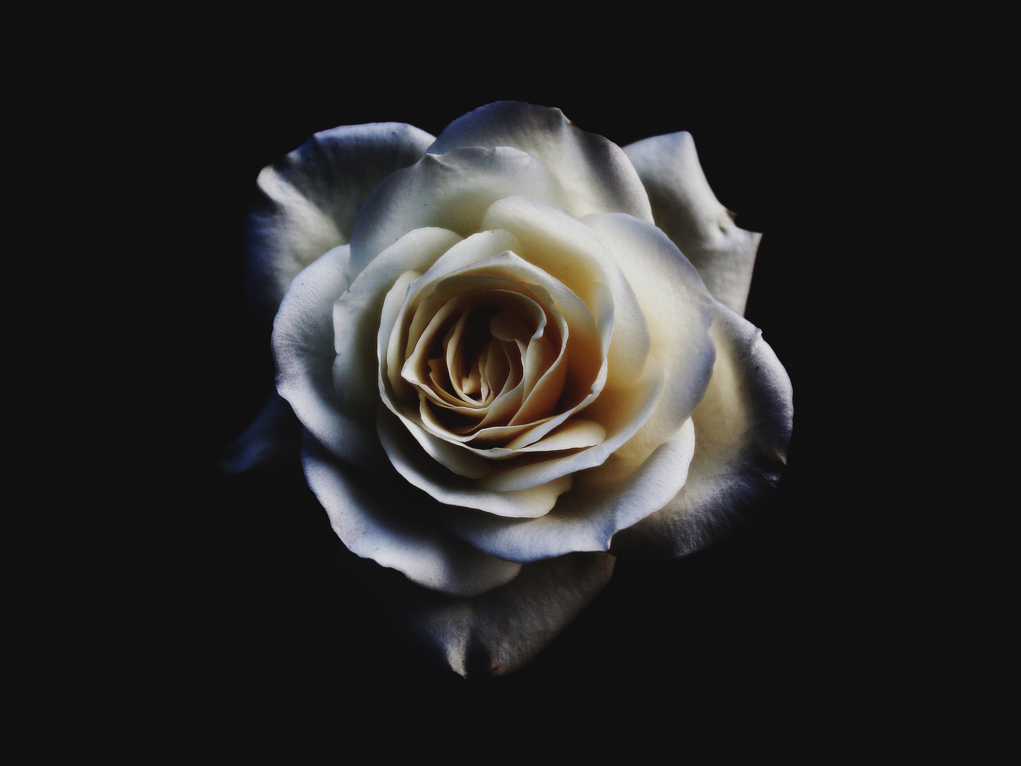 Những đóa hoa hồng trắng tượng trưng cho tình yêu và sự thuần khiết, họa tiết hoa hồng trắng sẽ khiến bạn cảm thấy nhẹ nhàng và yên bình. Hãy ngắm nhìn chúng trên bức tranh để cảm nhận hết được sự thanh tao của hoa hồng trắng.
