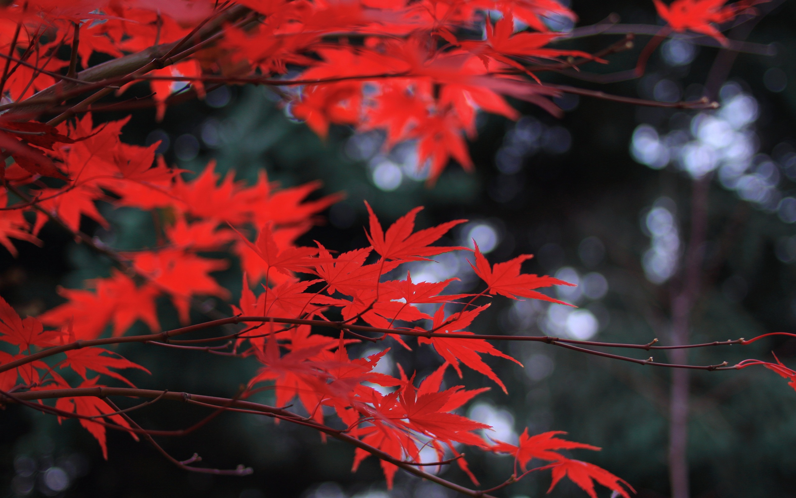 Red Leaves Wallpaper 4K