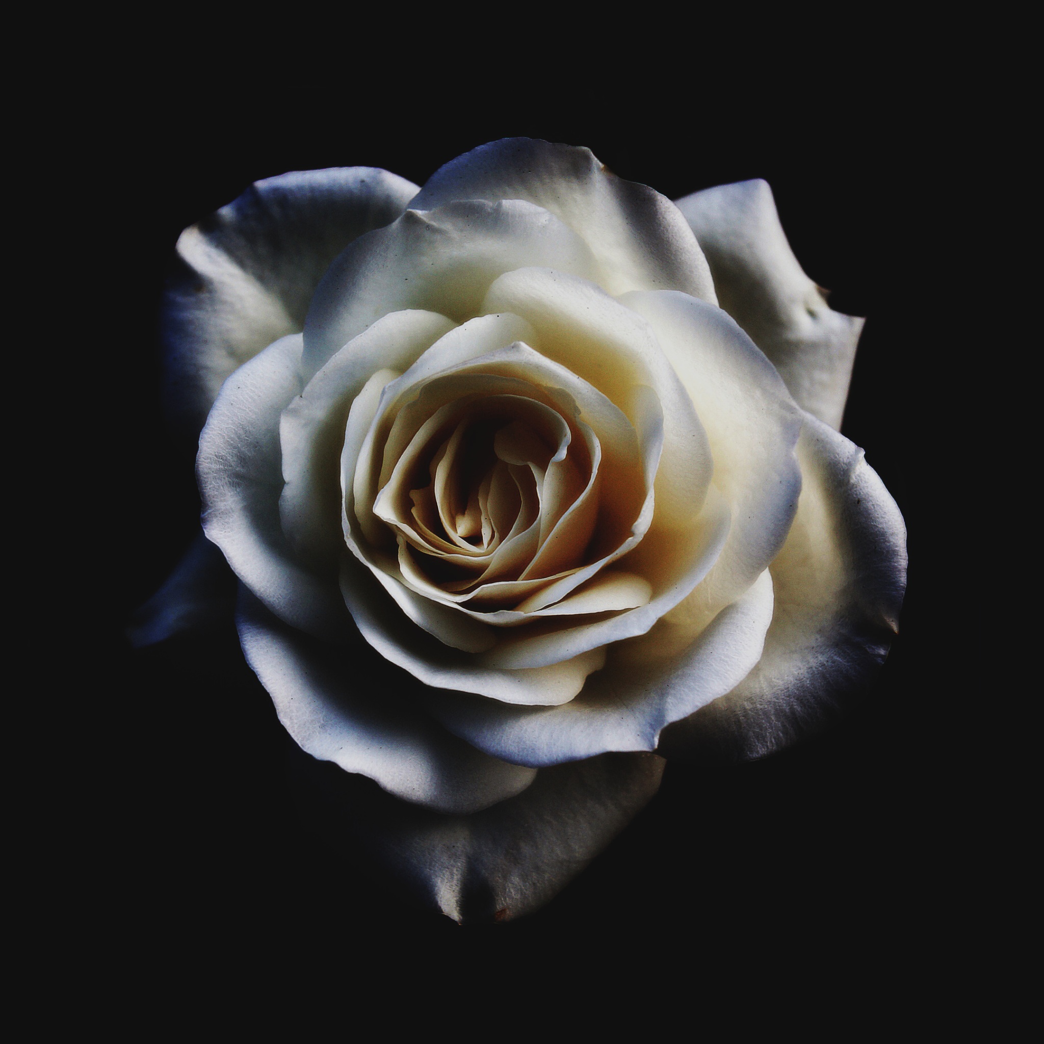 Hoa hồng trắng - Tận hưởng vẻ đẹp đơn giản, tinh tế và thanh khiết của hoa hồng trắng, mang đến cho bạn sự bình yên và thăng hoa trong tinh thần. Hãy chiêm ngưỡng những bức ảnh hoa hồng trắng lộng lẫy và cuốn hút này.
