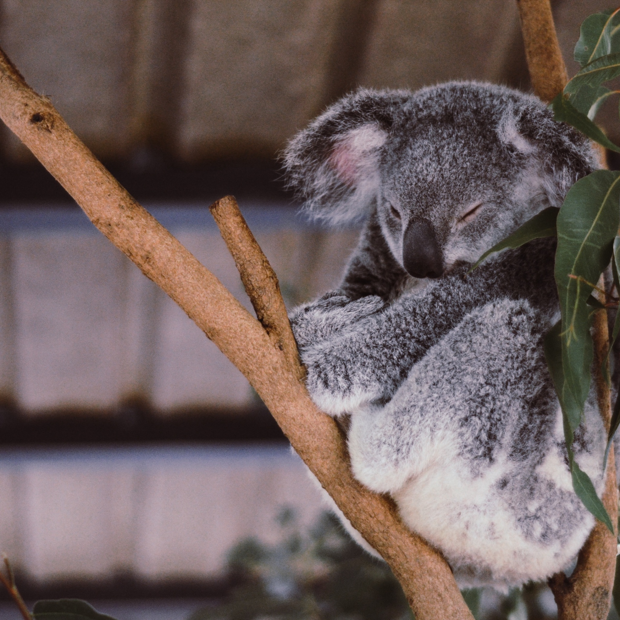 sleeping koala wallpaper