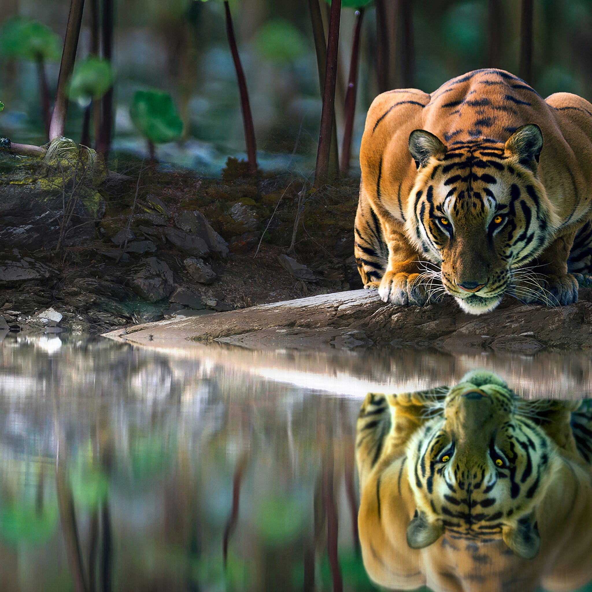 Tiger Glowing Eyes Drinking Water - 4k Wallpapers - 40.000+ ipad ...