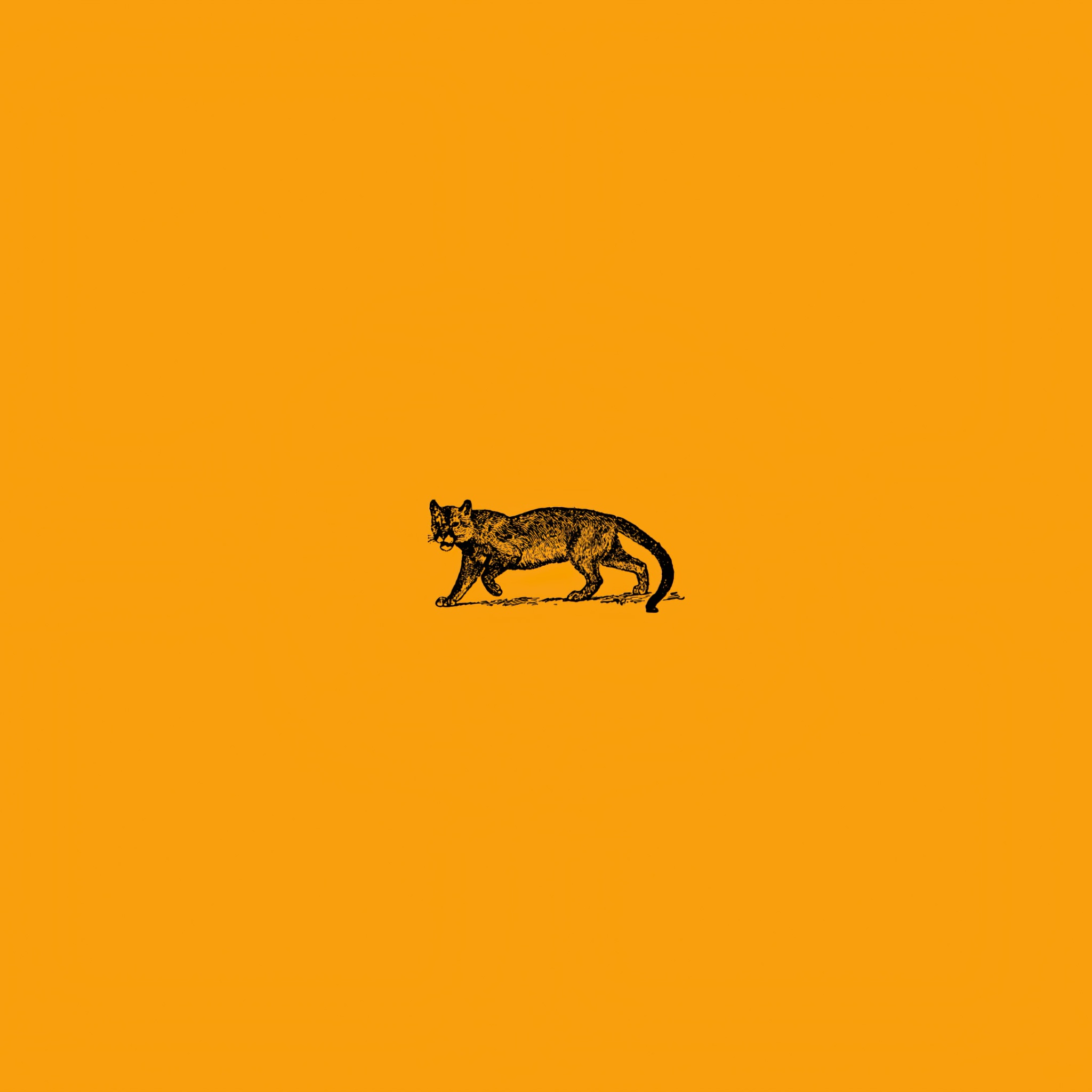 Wild Cat Minimal Art 4k - 4k Wallpapers - 40.000+ Ipad Wallpapers 4k 