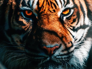 Tiger Close Up 4k - 4k Wallpapers - 40.000+ ipad wallpapers 4k - 4k ...