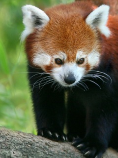 Wallpaper 4k Red Panda Wallpaper