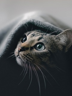 Cat Hideout 4k - 4k Wallpapers - 40.000+ ipad wallpapers 4k - 4k