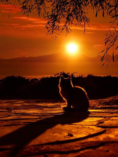 Cat Watching Sunset 4k - 4k Wallpapers - 40.000+ ipad wallpapers 4k ...