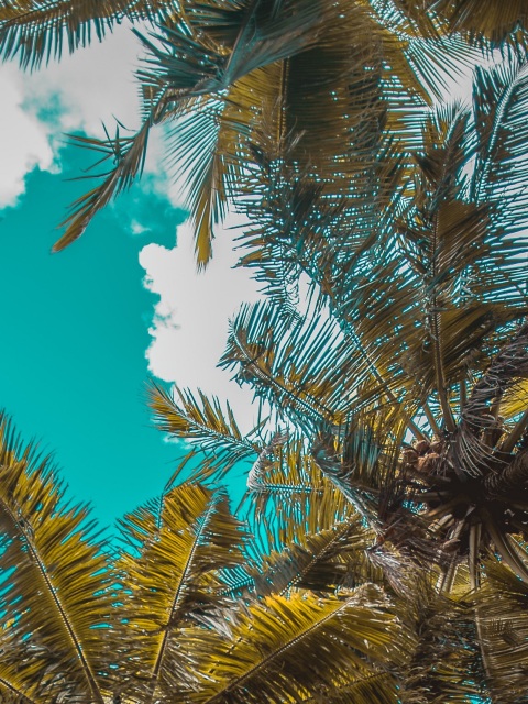 palm trees, trees, branches, tropics, sky, clouds 4k - 4k Wallpapers ...
