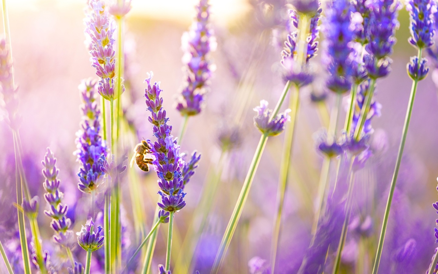 Flowers Lavender: Những bông hoa oải hương ngọt ngào và màu tím được sắp đặt theo cách tinh tế này sẽ khiến bạn cảm thấy ngập tràn niềm vui và thanh lịch. Hãy chiêm ngưỡng bức ảnh đầy màu sắc này và cảm nhận được sự thanh tao, tinh tế của nó.