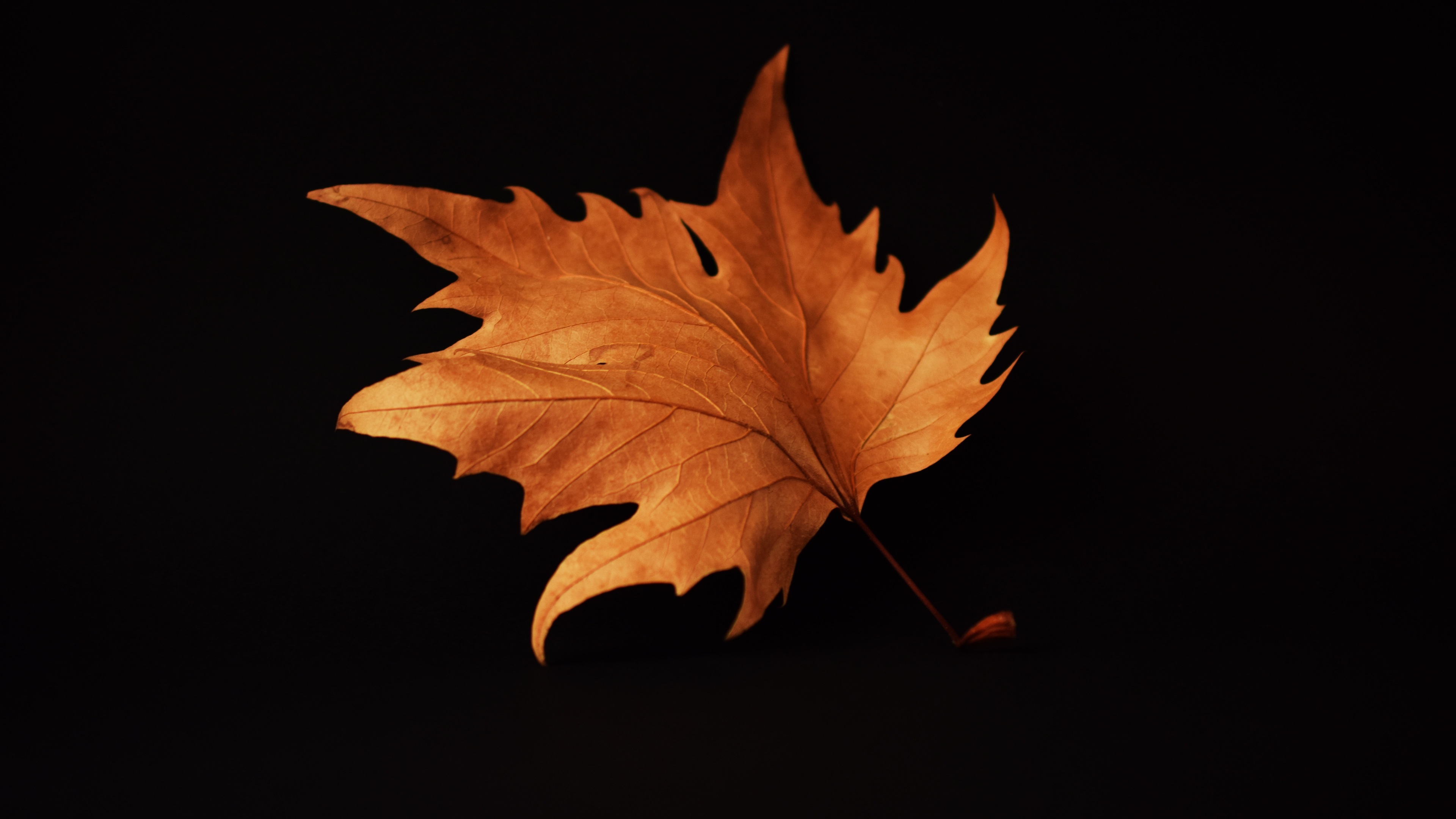 Wallpaper 4k Autumn Leaf Black Background 4k Wallpaper