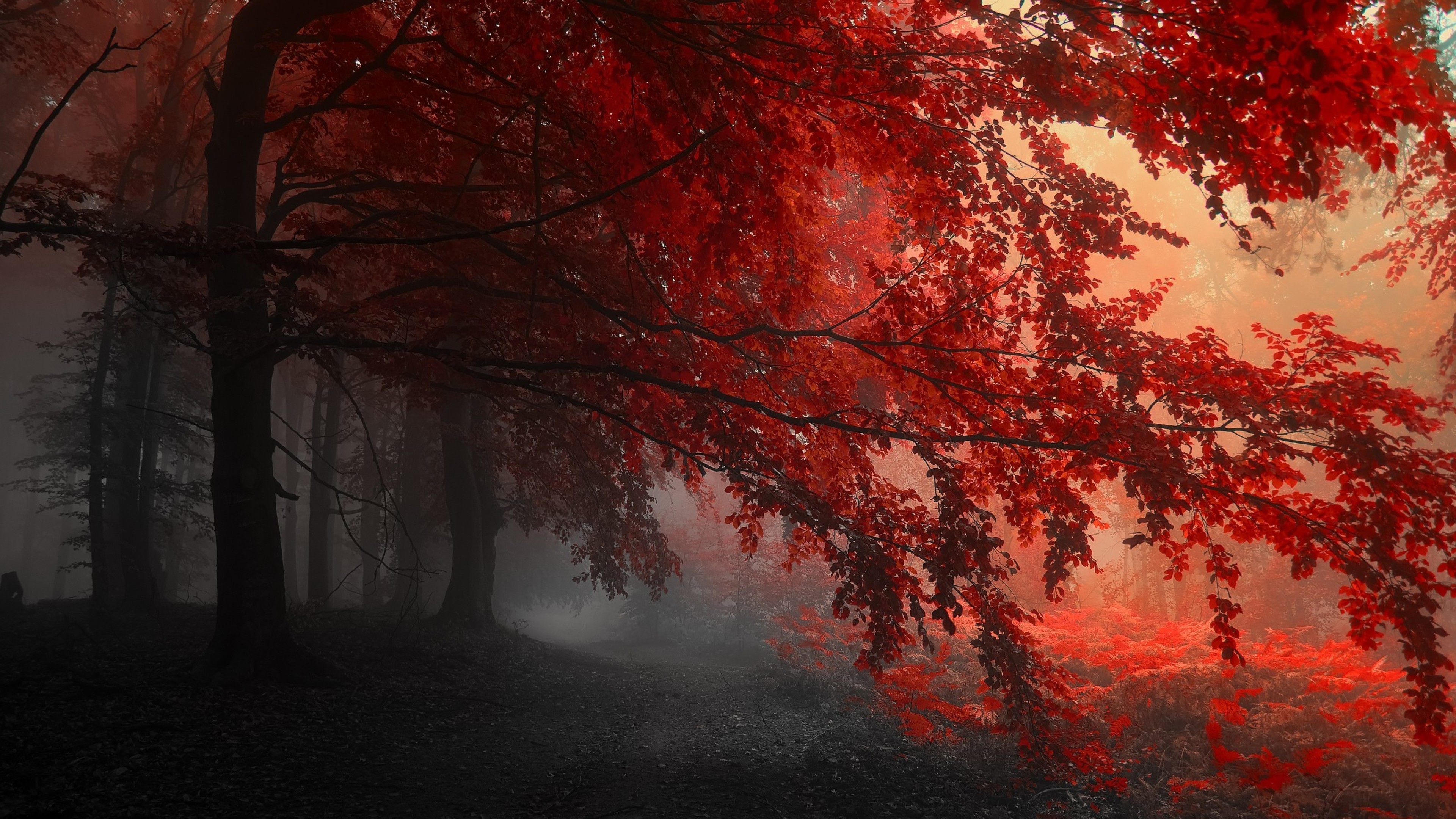 Wallpaper 4k Red Forest Trees Path 4k Wallpaper