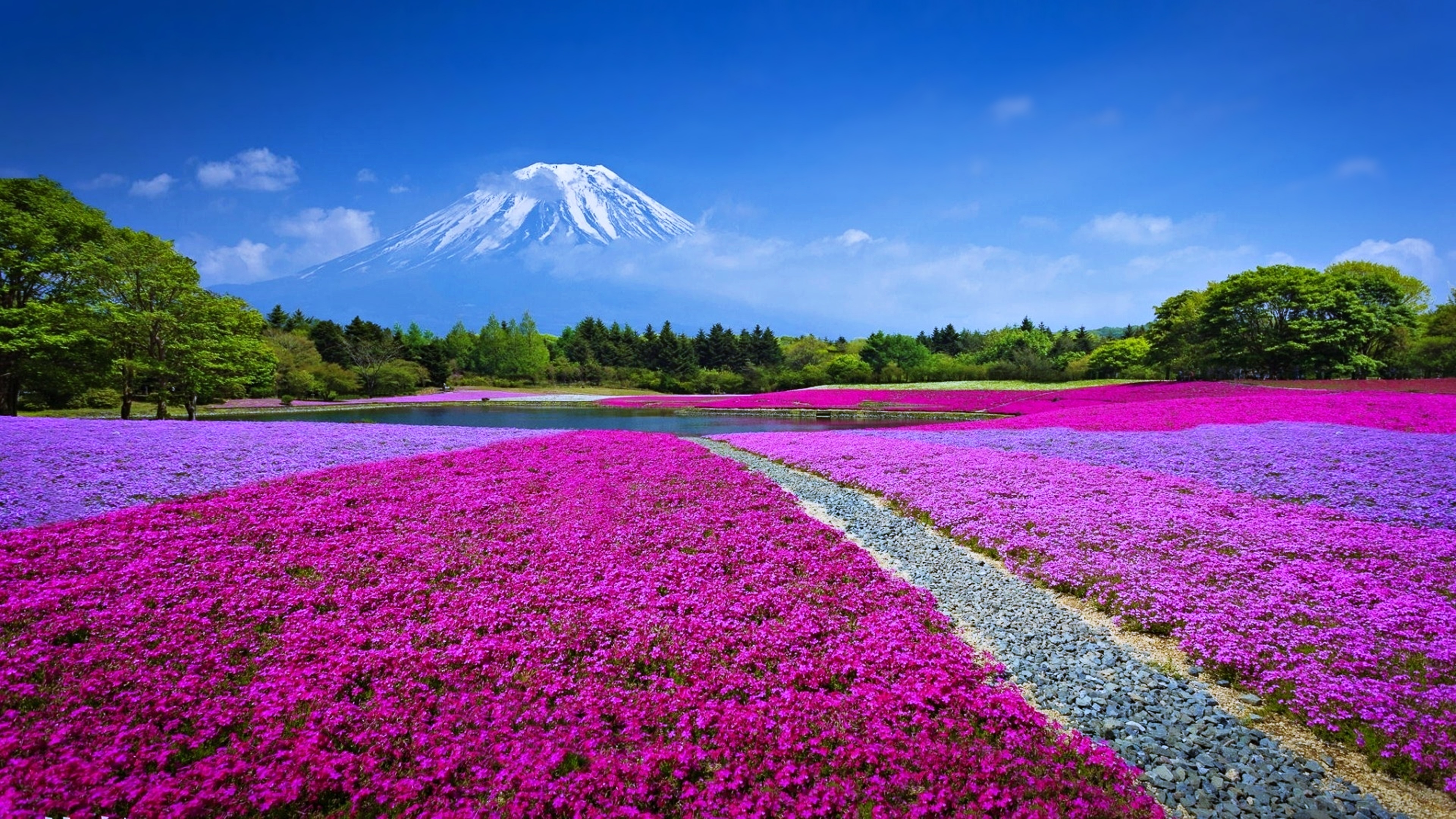 Colorful Flowers In Field 4k Wallpaper 4K