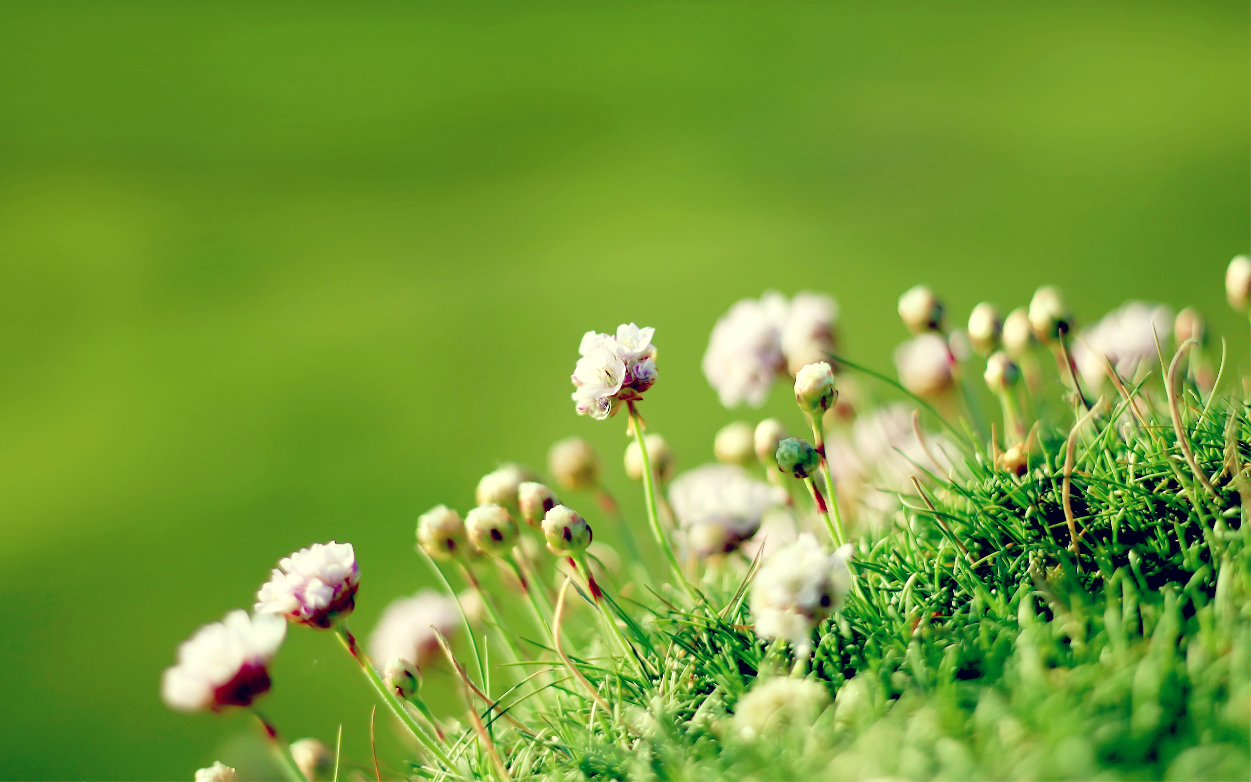 Wallpaper 4k Anglesey Flowers Anglesey Crocuses Flowers