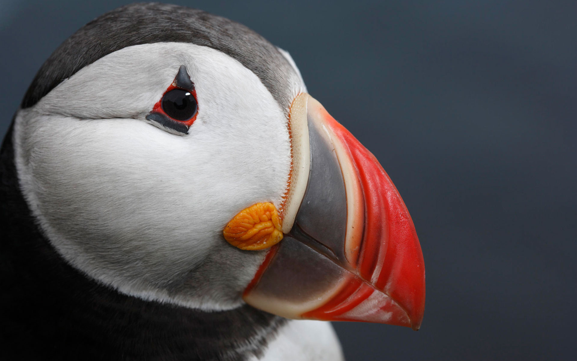 Atlantic puffin Wallpaper 4K, Together, Seabirds, Puffin birds