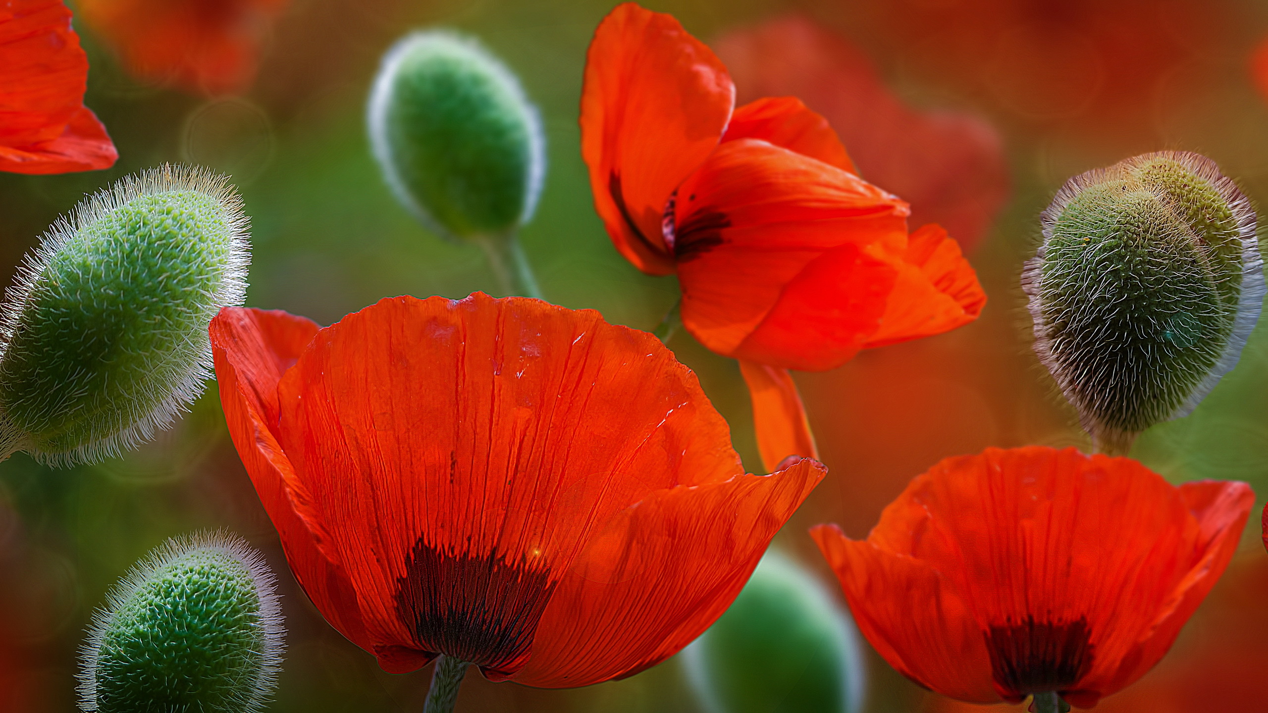 Poppies with a sunset Poppy Wallpaper Photo - TenStickers