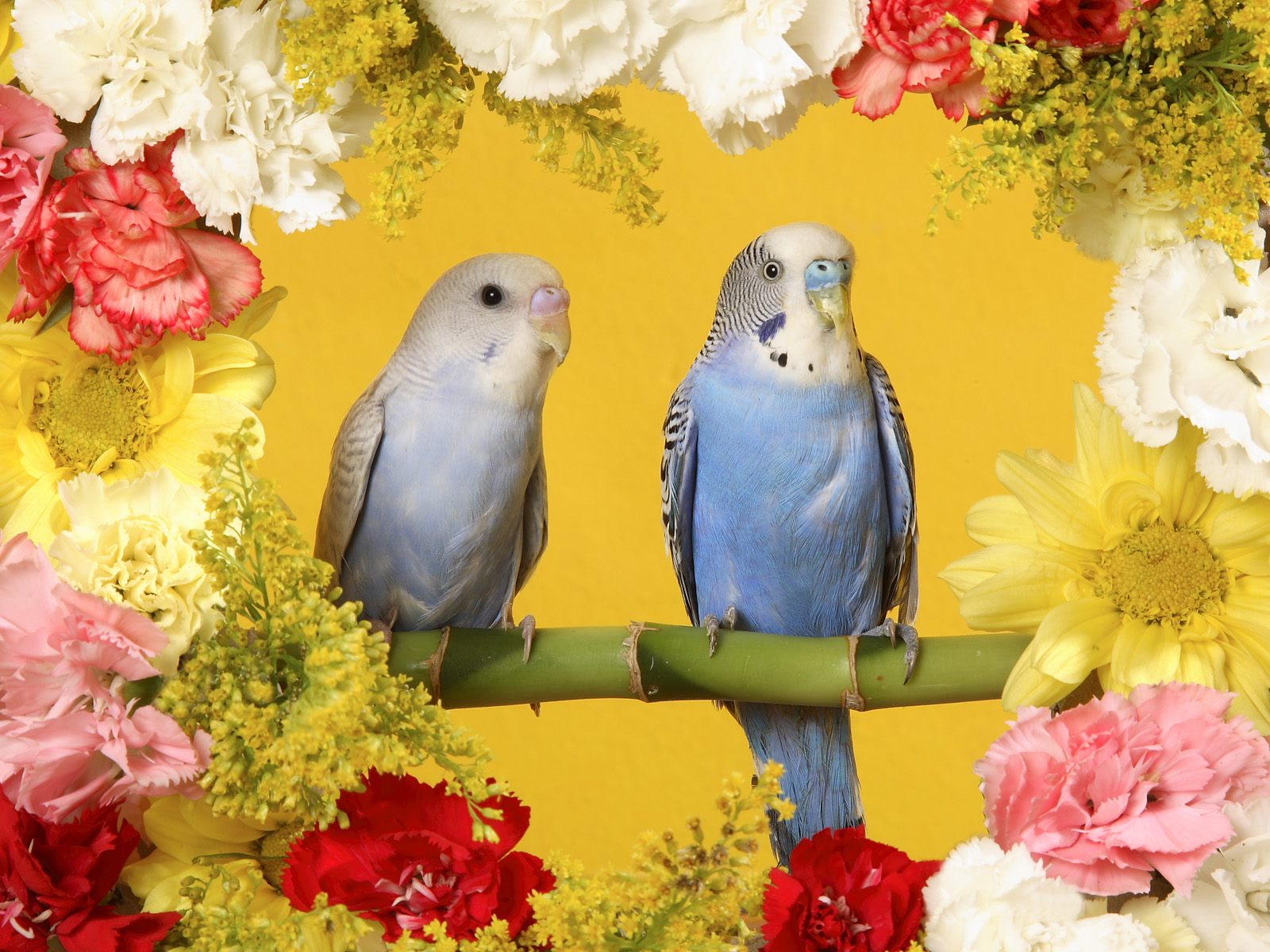 Budgerigars9341010944