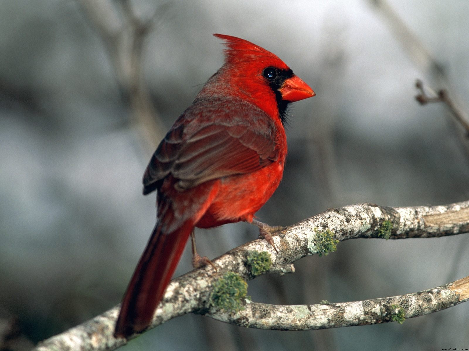 Cardinal214415975