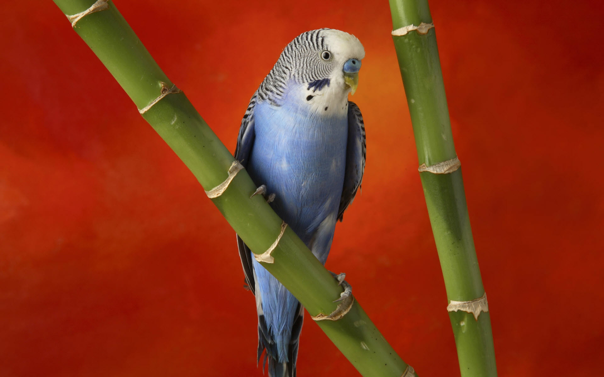 30,000+ Budgie Pictures | Download Free Images on Unsplash