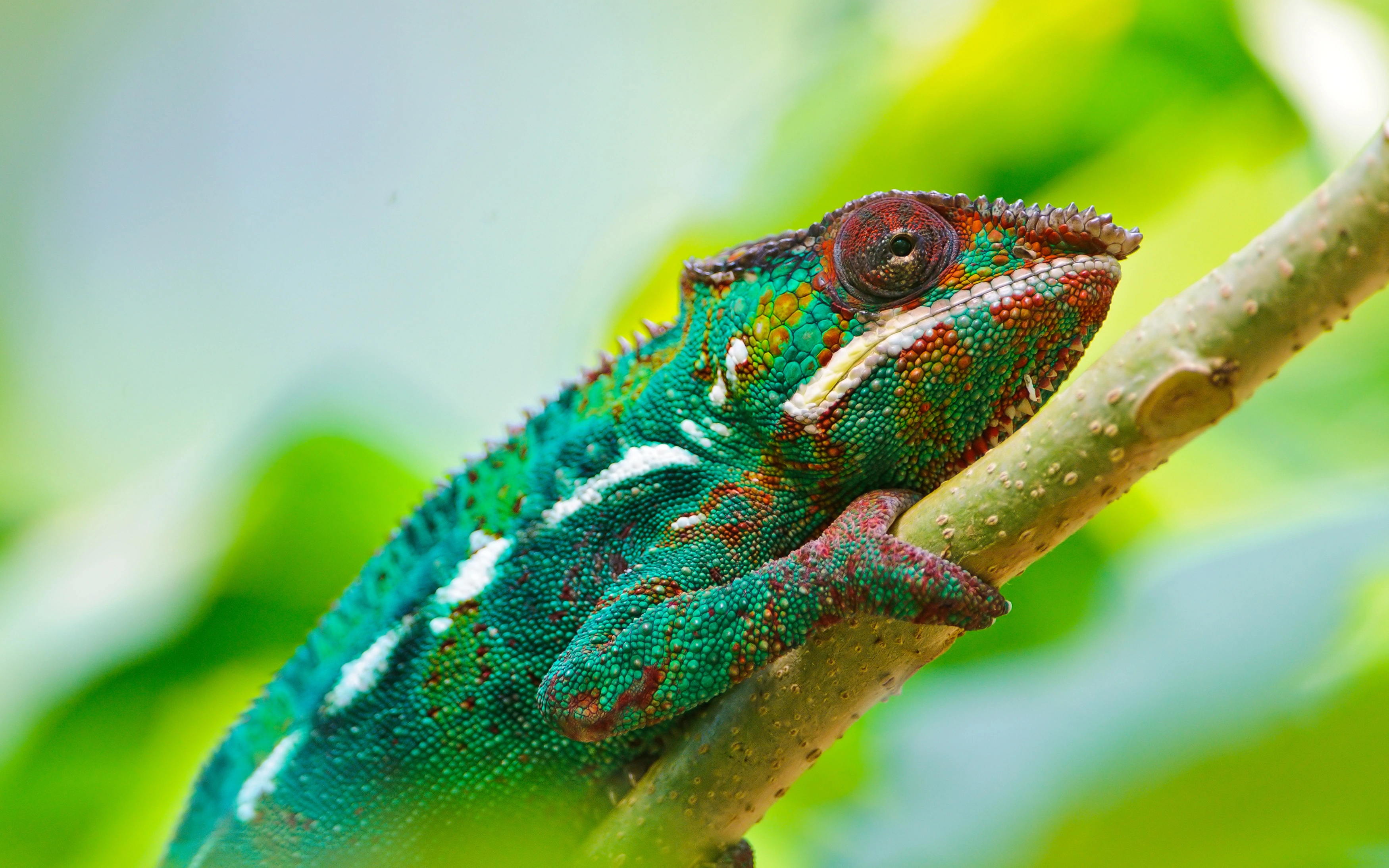 Colorful Chameleon 4K - Free 4k Wallpapers - 40.000+ Free 4k Wallpapers ...