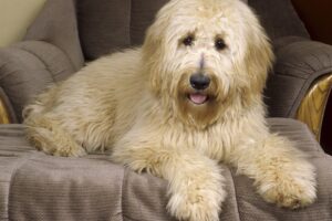 Goldendoodle9497410152