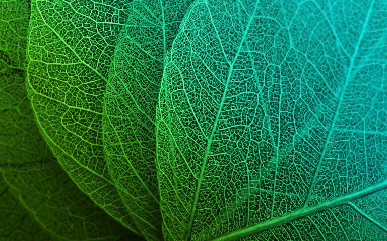Green Leaves HD - 4k Wallpapers - 40.000+ ipad wallpapers 4k - 4k ...
