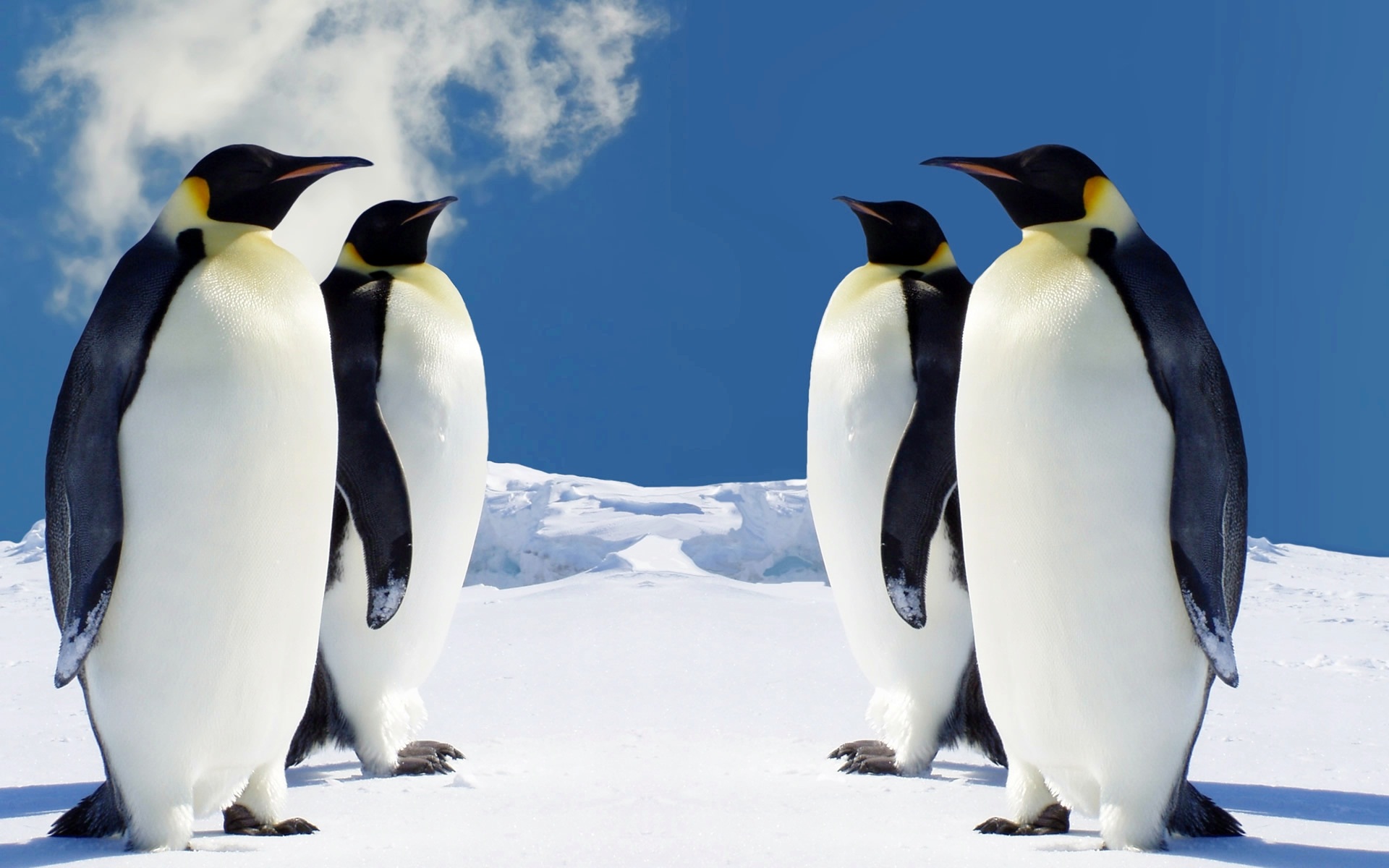 Penguin Background Images – Browse 85,921 Stock Photos, Vectors, and Video  | Adobe Stock