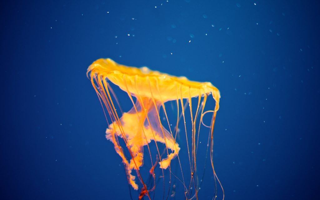 jellyfish aquarium 4k
