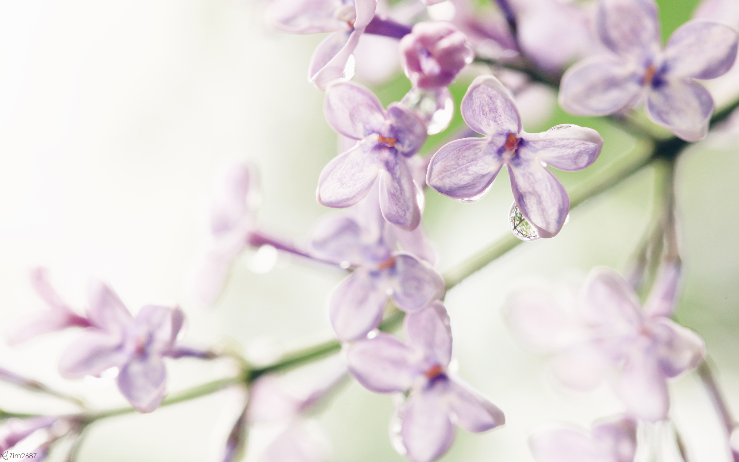 Lilac Flowers Plants  Free photo on Pixabay  Pixabay