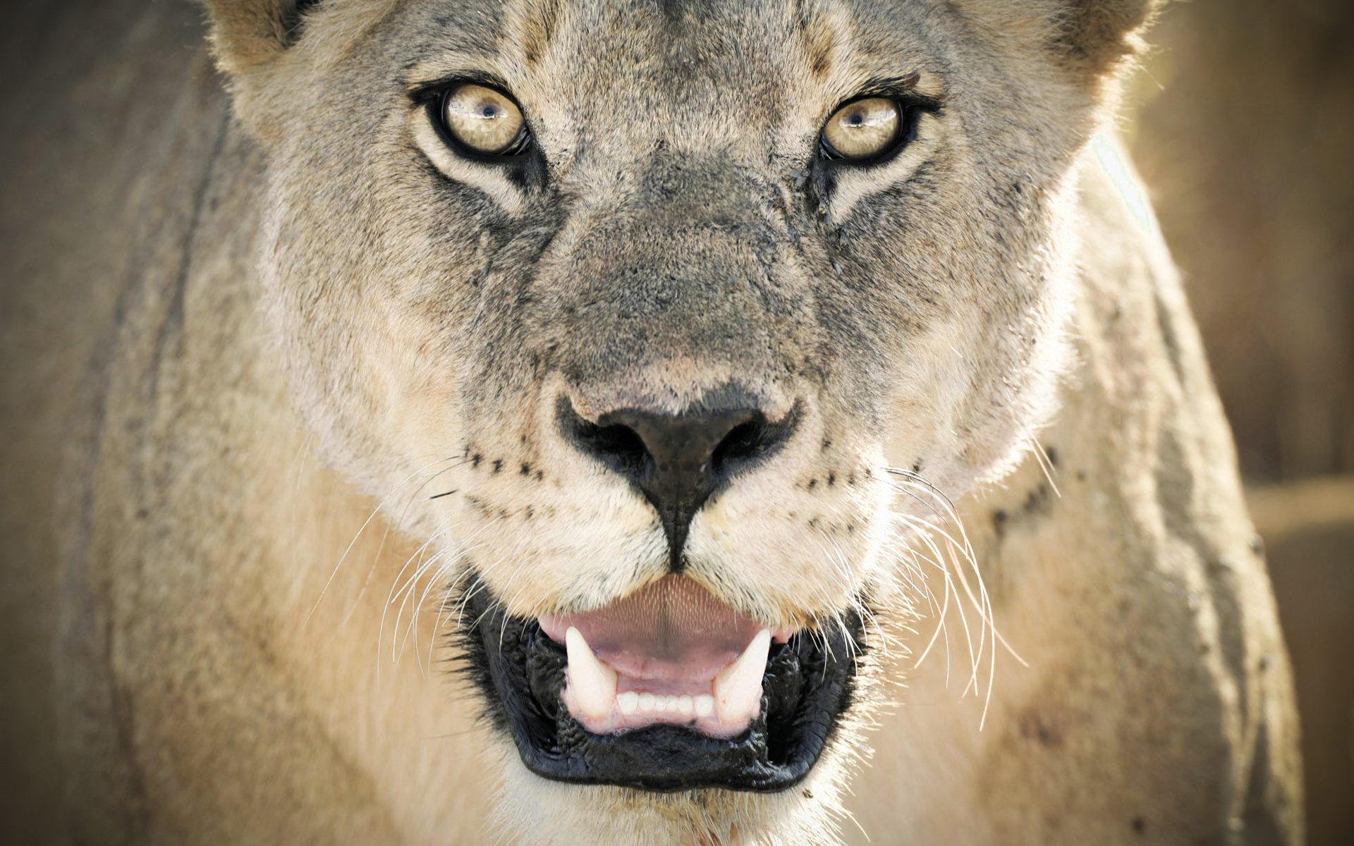 87,755 Lioness Images, Stock Photos & Vectors | Shutterstock