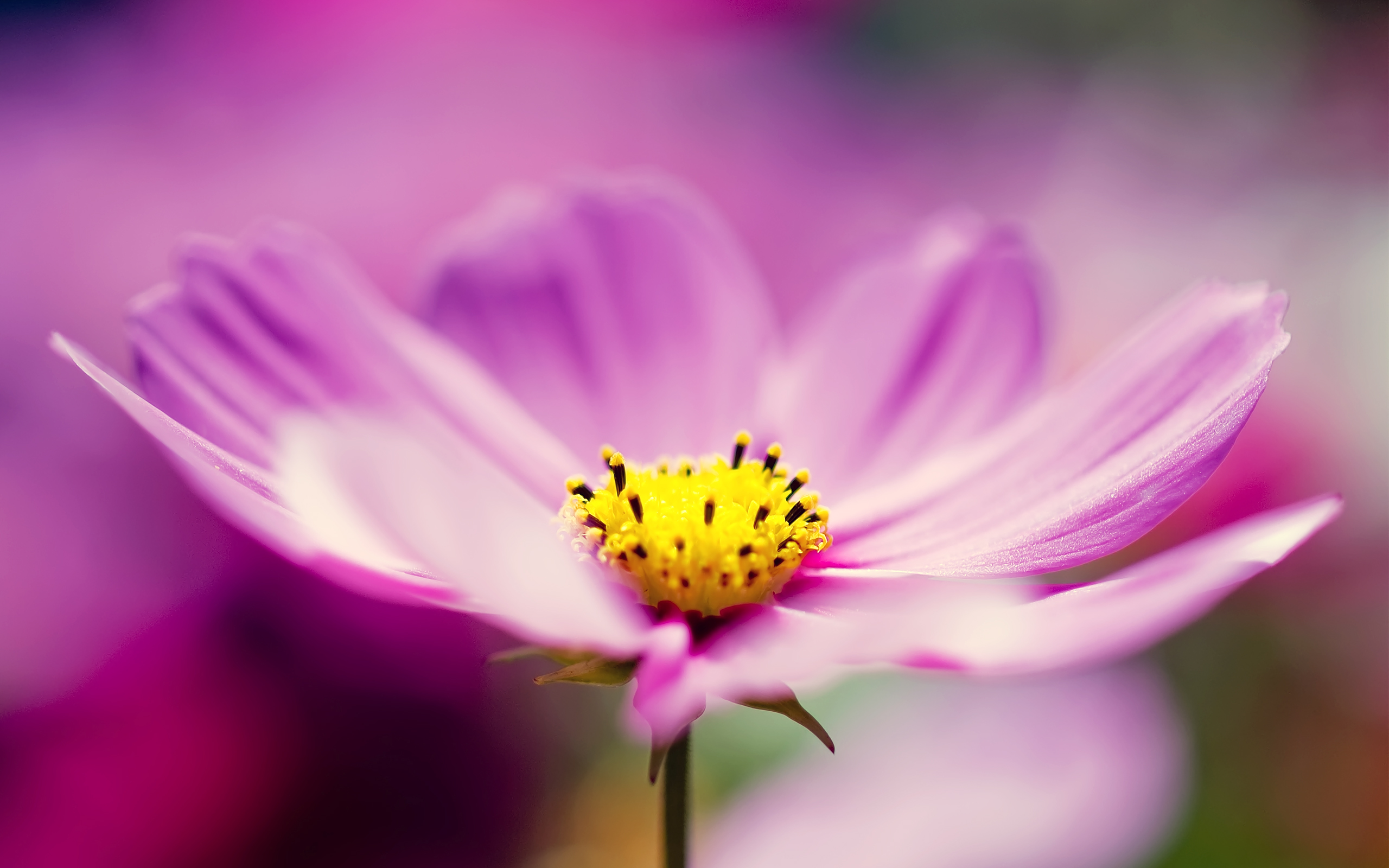 Purple Cosmos Flower: Hoa hướng dương tím độc đáo và lãng mạn, làm say đắm những ai yêu thích sự hoàn hảo và sự quyến rũ của nó. Hãy thưởng thức vẻ đẹp của những bông hoa này và để chúng tạo nên một không gian đầy sức sống cho ngôi nhà của bạn.