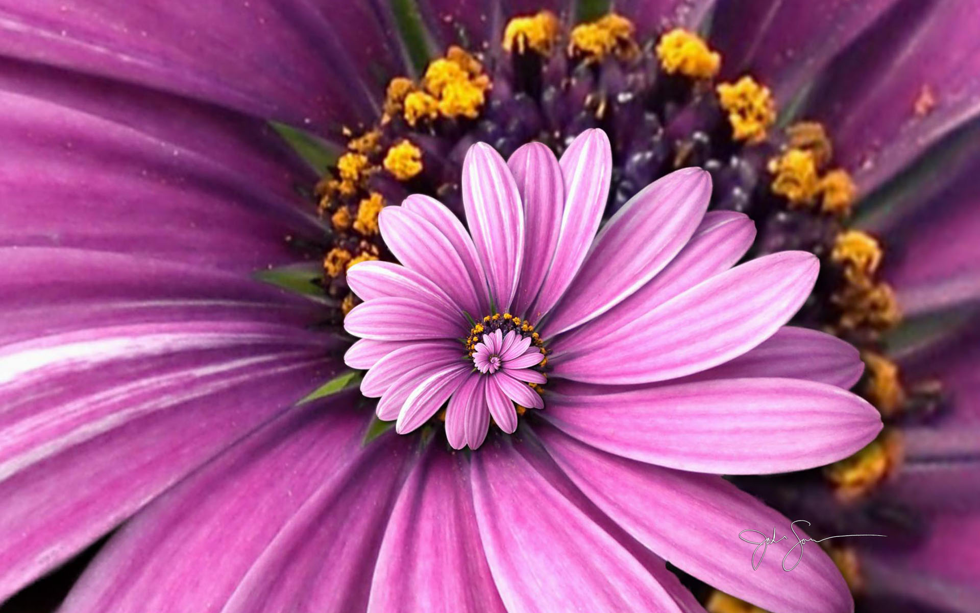 Wallpaper 4k Purple Droste Droste Flowers Purple