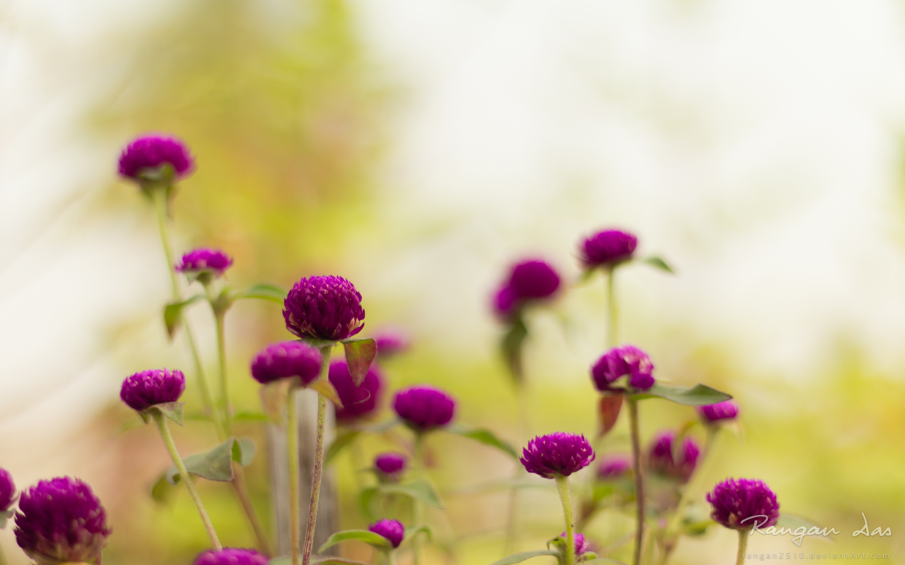 Wallpaper 4k Purple Garden Flowers Wallpaper