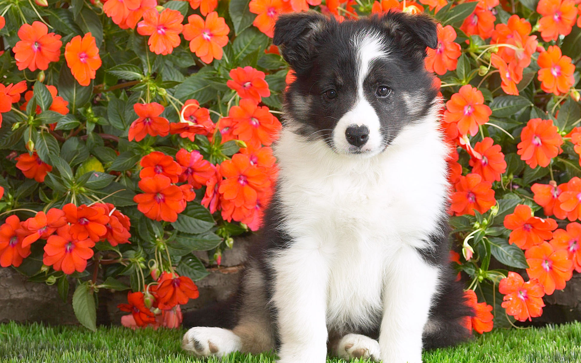 4K Old English Sheepdog Wallpapers | Background Images