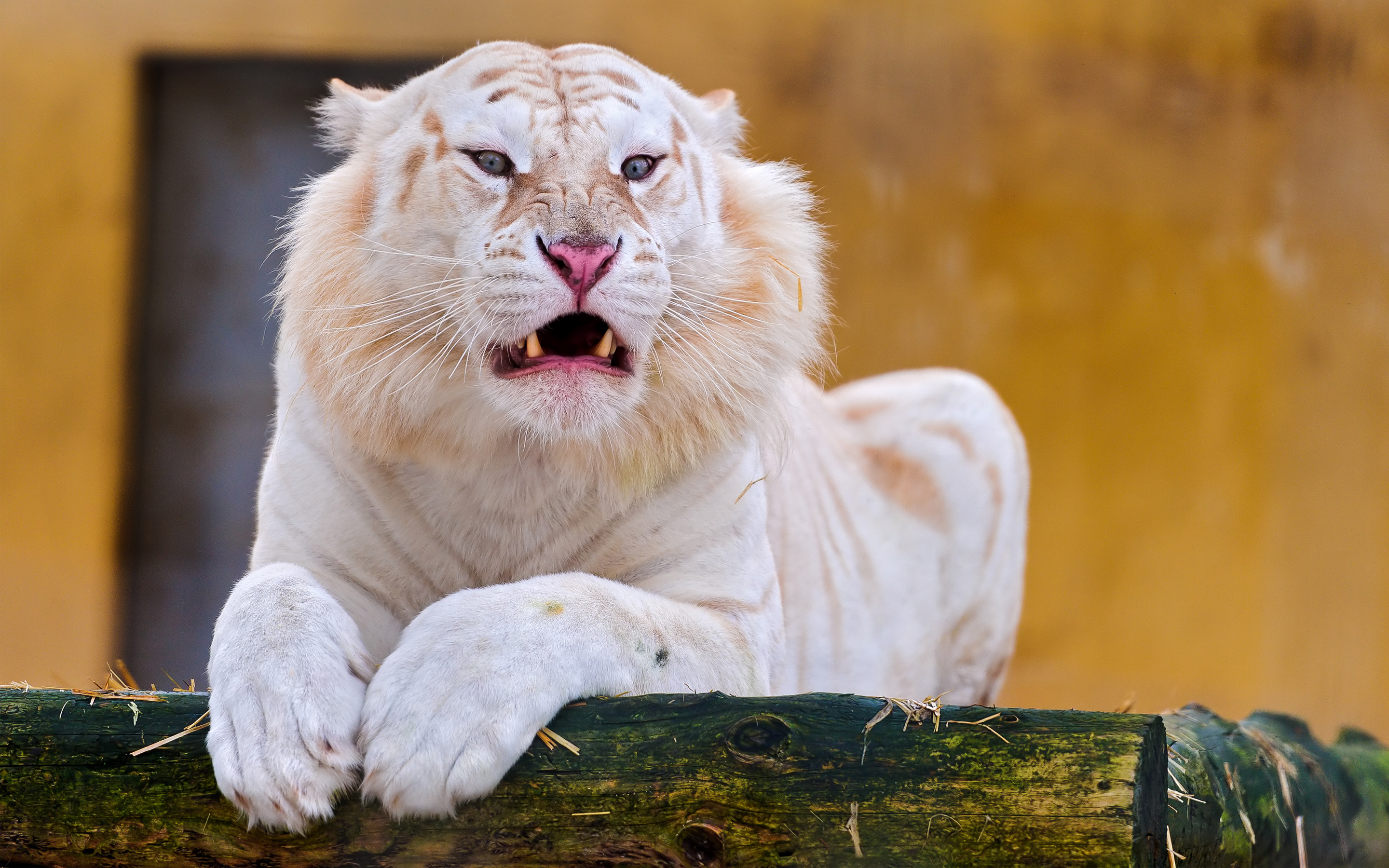 White Tiger Wallpapers  Top Free White Tiger Backgrounds  WallpaperAccess