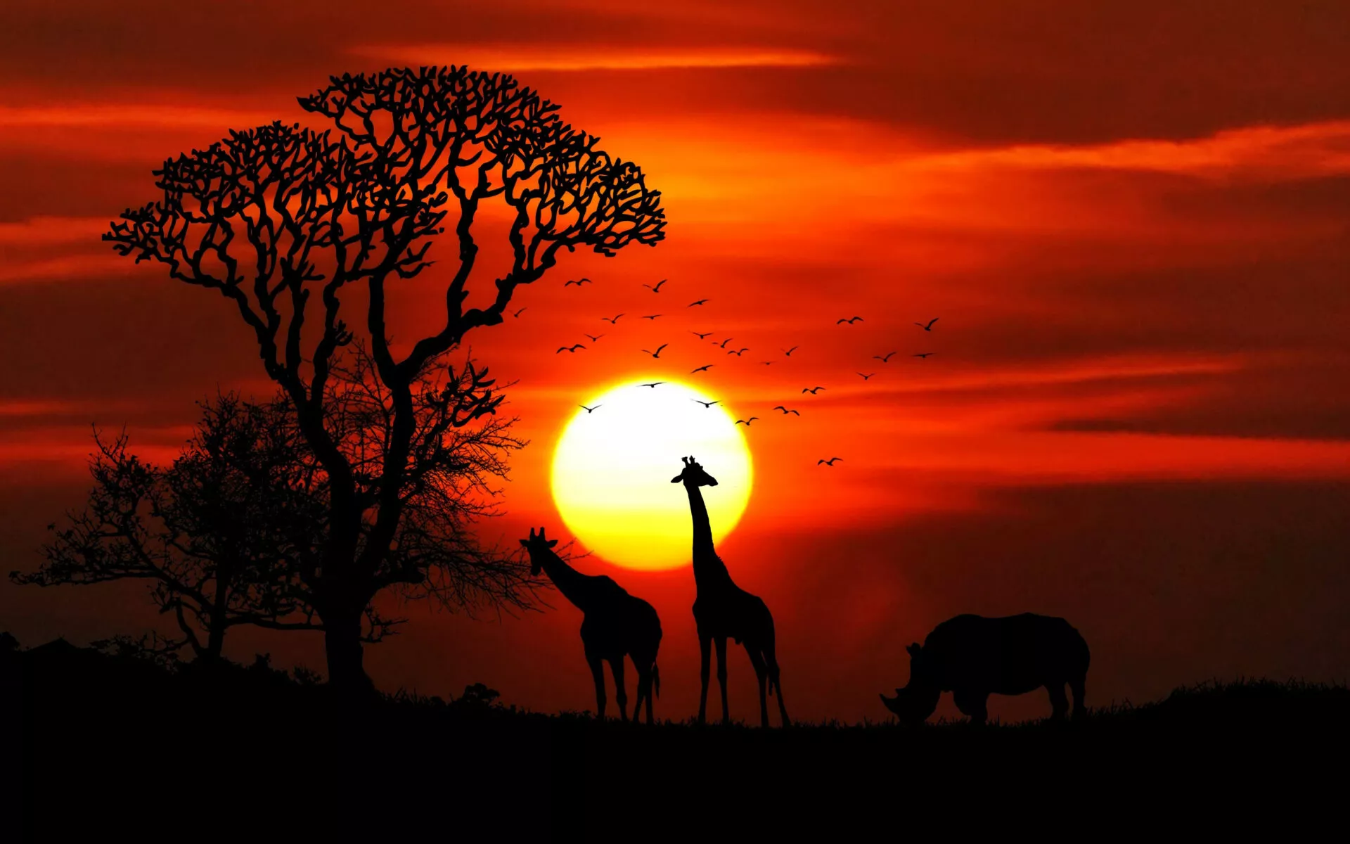 Sunset Animals - 4k Wallpapers - 40.000+ ipad wallpapers 4k - 4k wallpaper  Pc