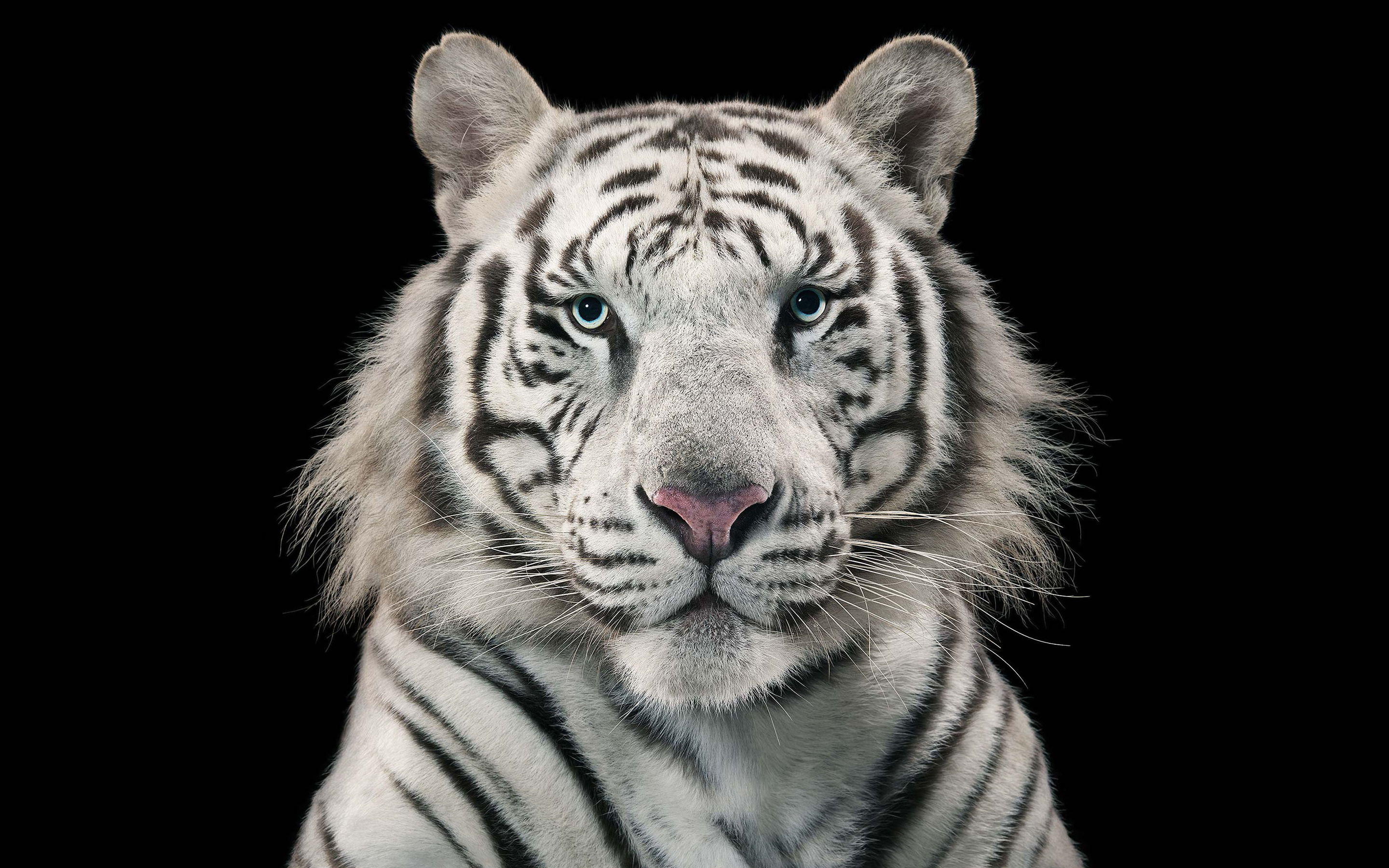 White Tiger 4K Wallpapers  Top Free White Tiger 4K Backgrounds   WallpaperAccess