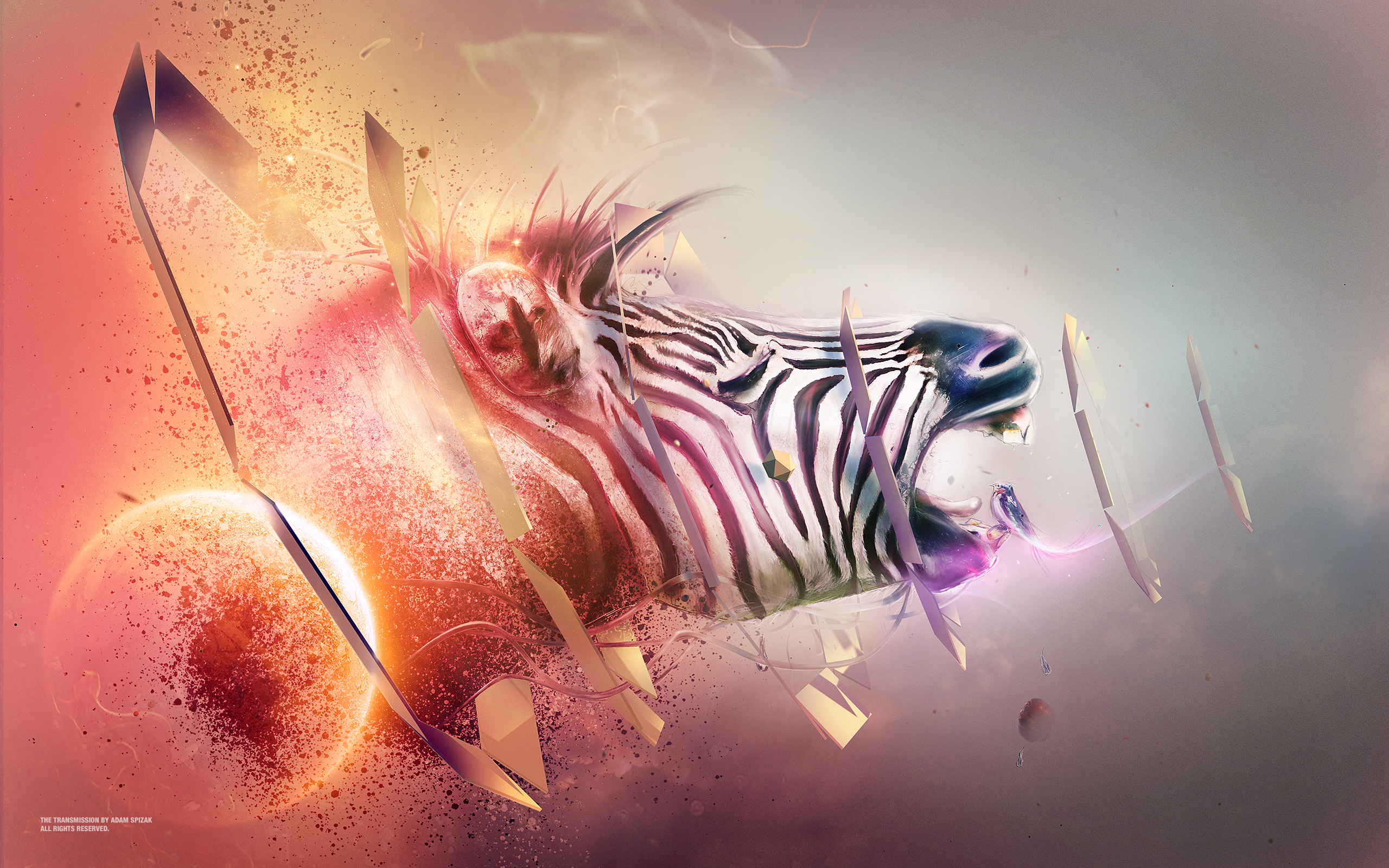 Zebras 1080P 2K 4K 5K HD wallpapers free download  Wallpaper Flare