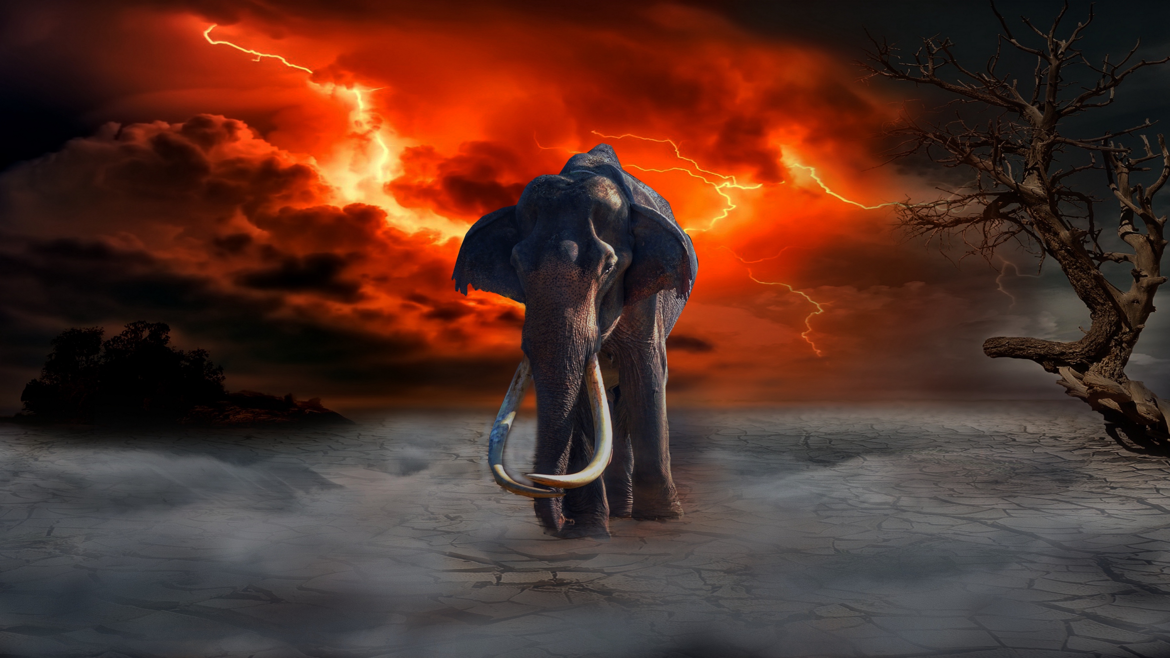 Elephant 4K Wallpapers  Top Free Elephant 4K Backgrounds  WallpaperAccess