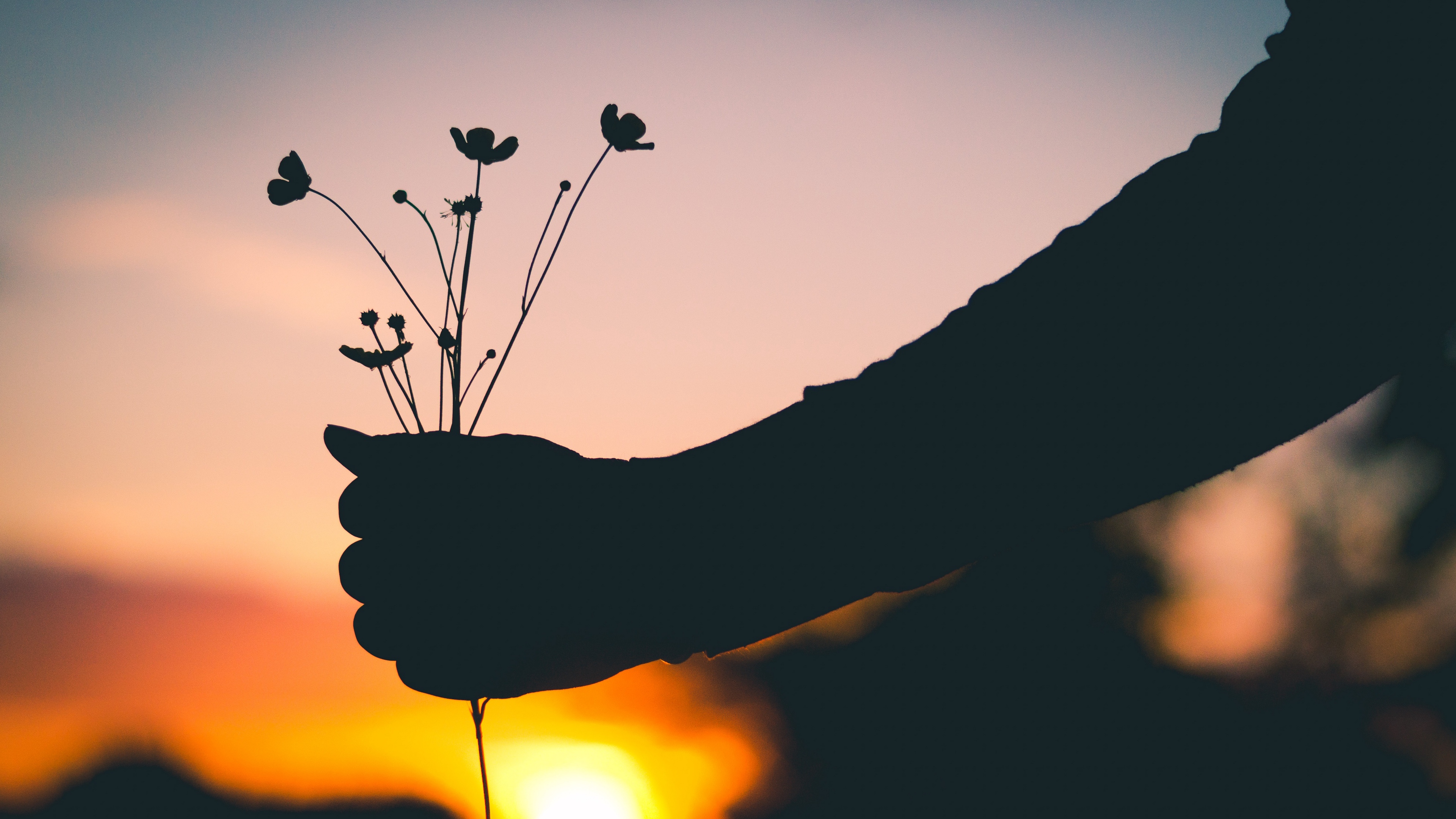 hand flowers silhouette sunset 4k 1536017769