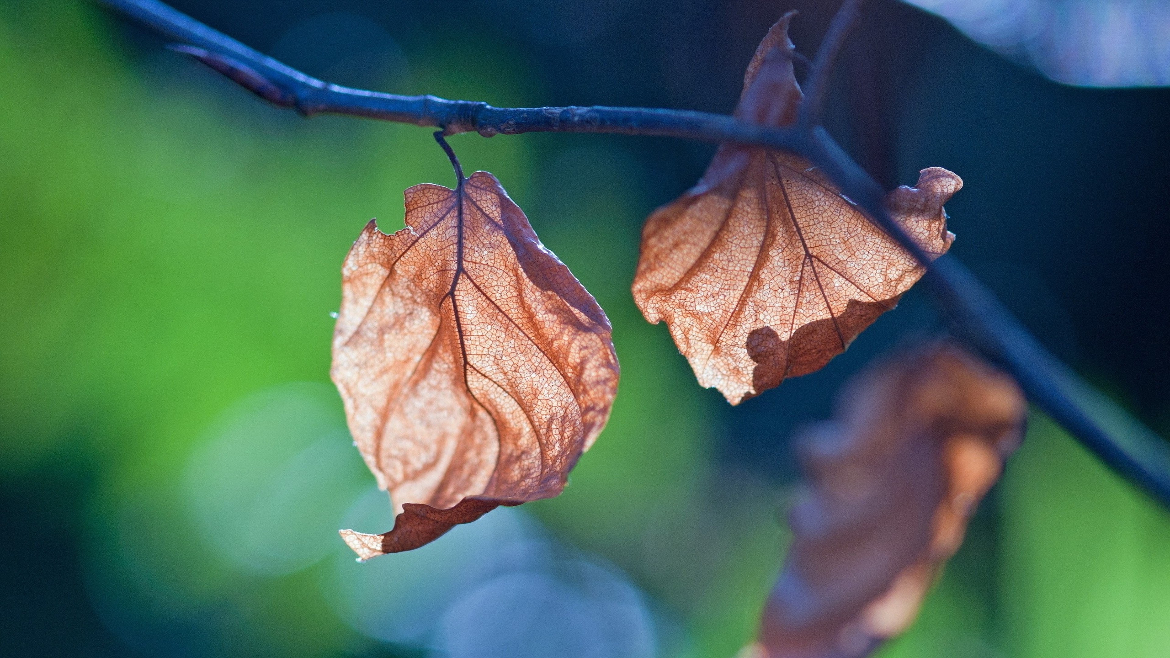 leaf branch nature 1535924069