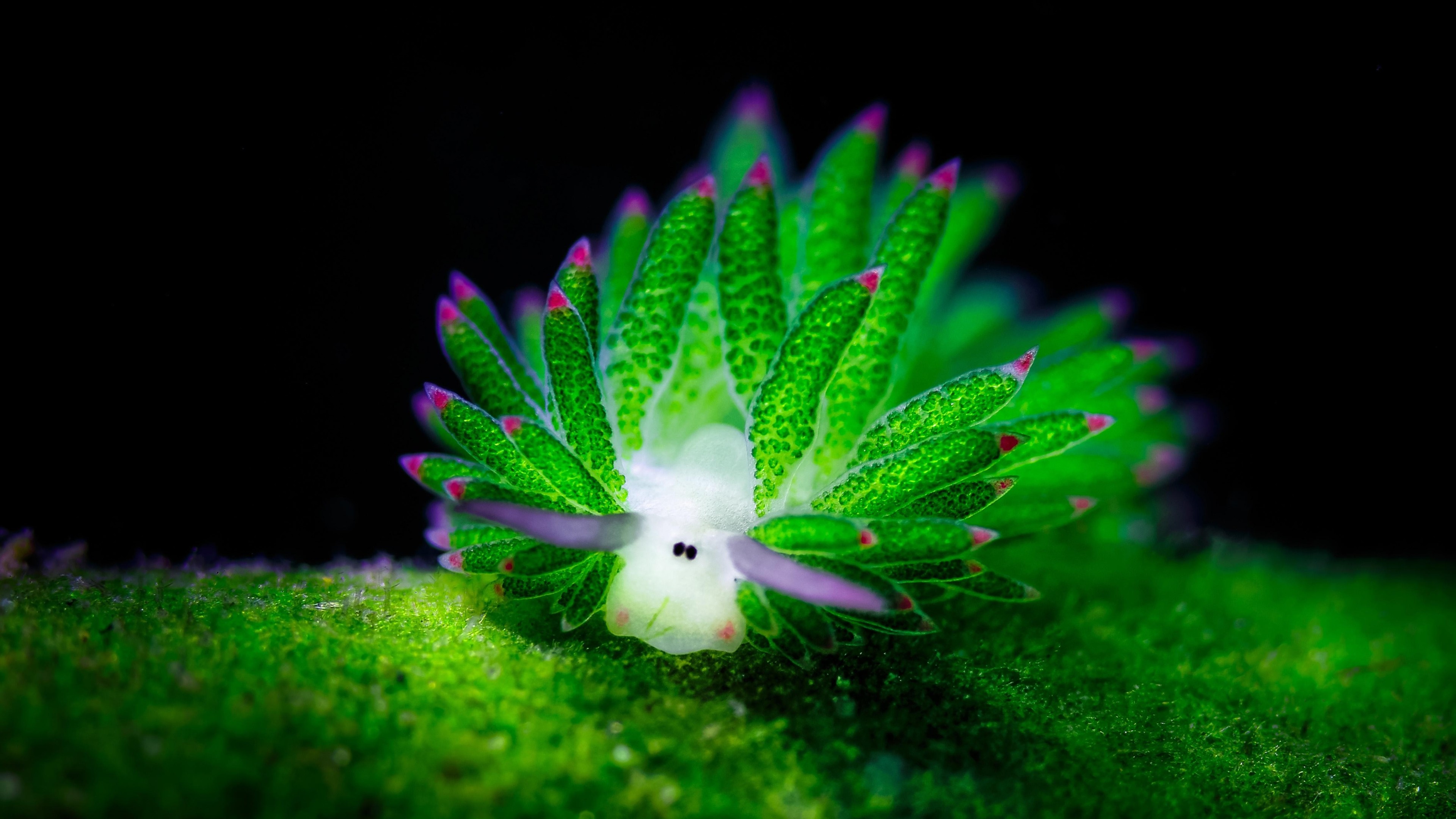 nudibranchia plant underwater 1535930130