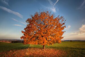 tree autumn field 1535923247