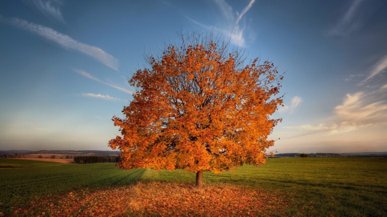 Tree Autumn Field Wallpaper 4K