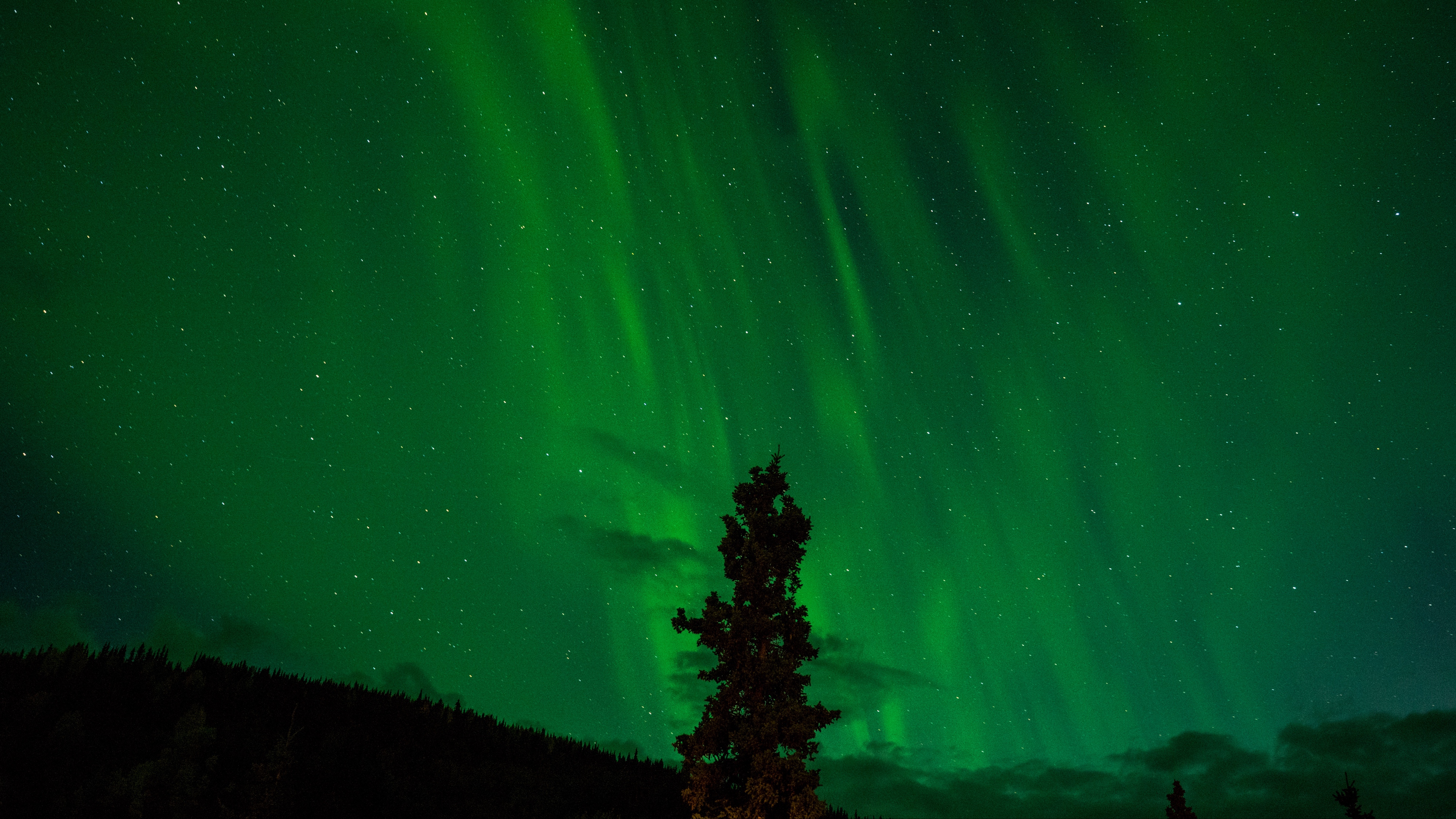 tree night sky starry sky radiance 4k 1536016903