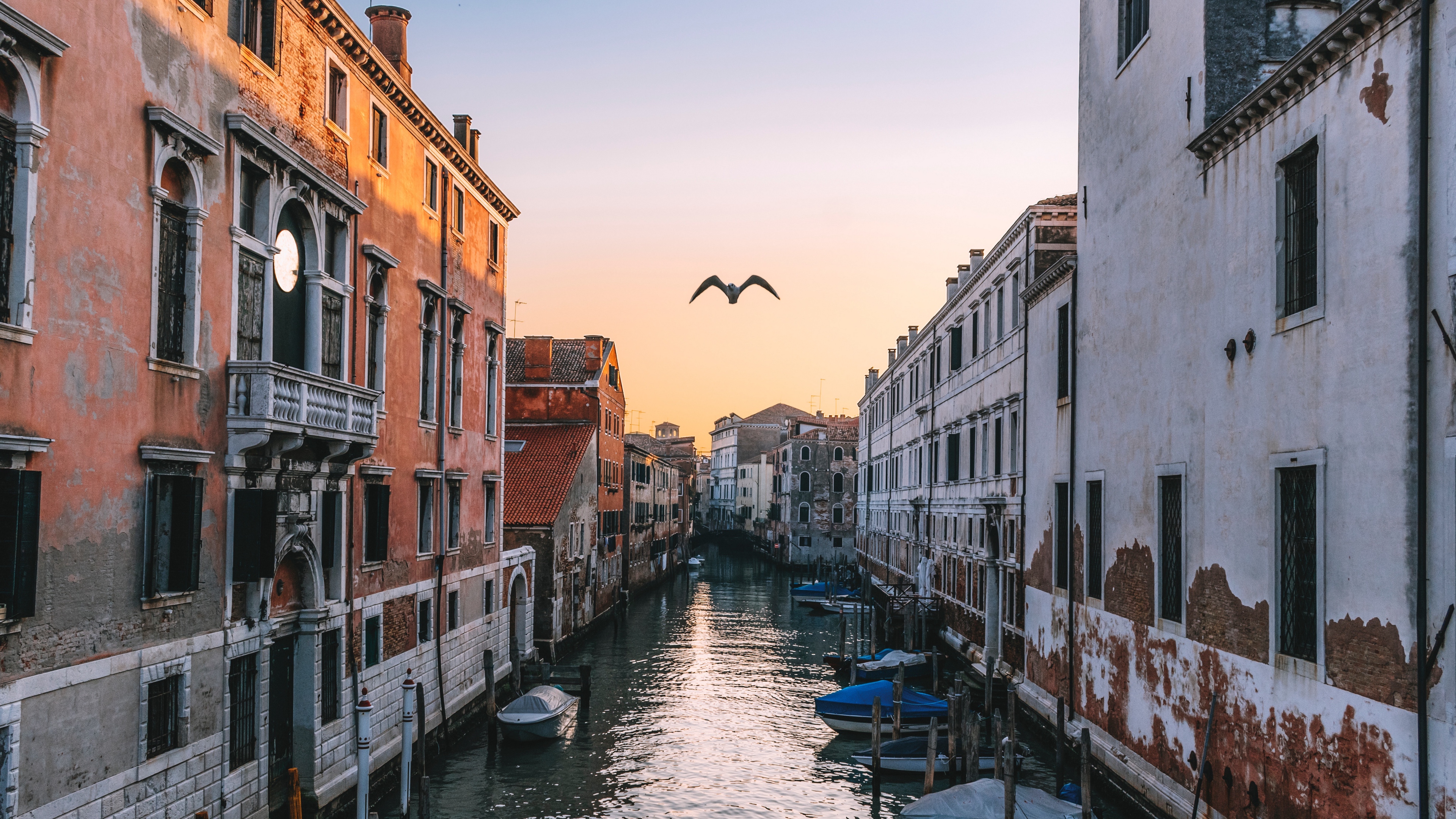 venice italy canal seagull river 4k 1538065422