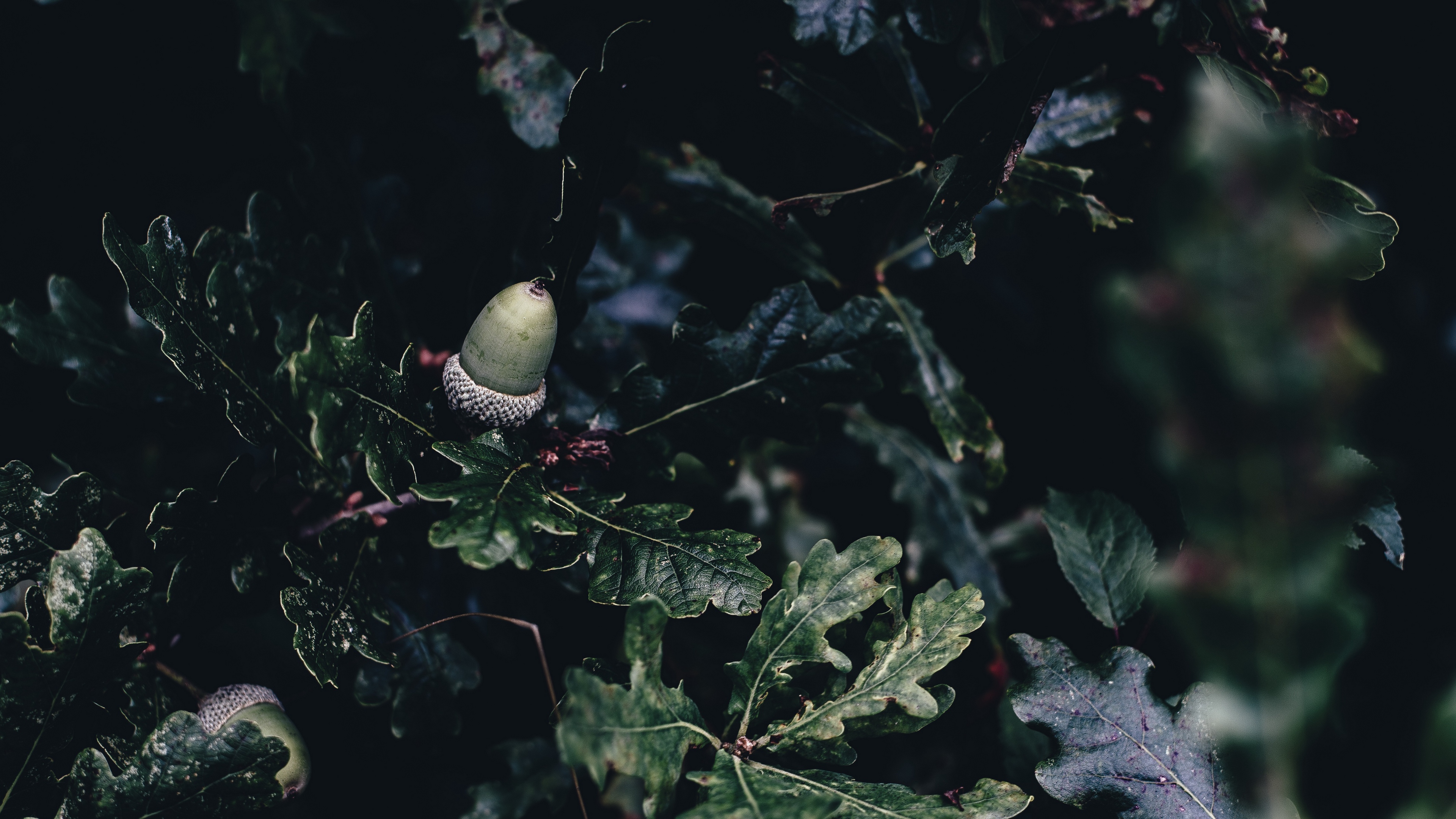 acorn oak branches 4k 1540575340