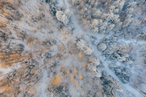 aerial short of cold forest snow trees 4k 1540139475