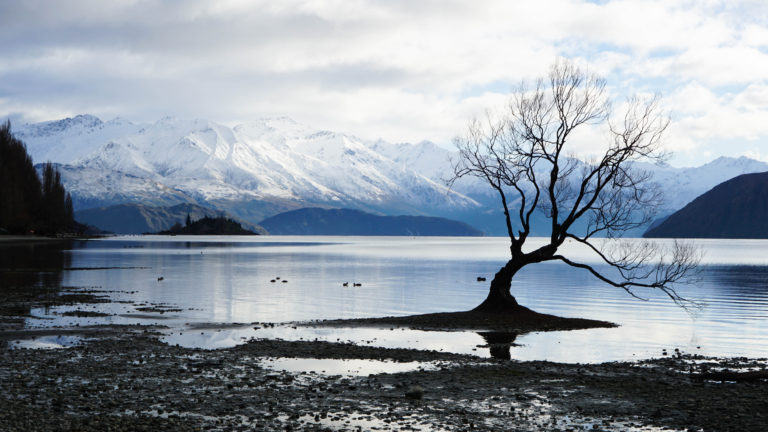 Alone Tree Snow Lake Mountain Landscape 4k